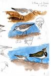 Calidris alba