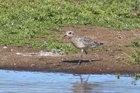 Pluvialis squatarola