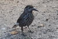 Nucifraga caryocatactes