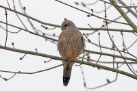 Falco tinnunculus