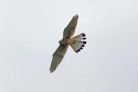 Falco tinnunculus