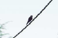 Falco tinnunculus