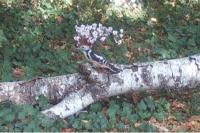 Dendrocopos medius