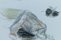 Lymnocryptes minimus