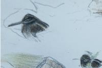 Lymnocryptes minimus