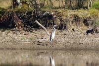 Ardea cinerea