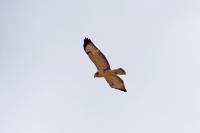 Buteo buteo