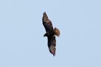Buteo buteo