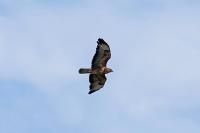 Buteo buteo