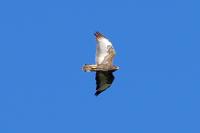 Buteo buteo