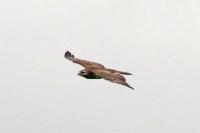 Buteo buteo