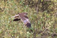 Circus aeruginosus