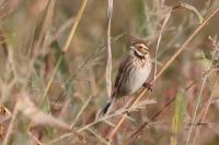 Emberiza schoeniclus