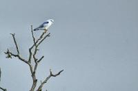 Elanus caeruleus