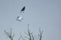 Elanus caeruleus