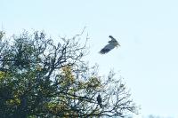 Elanus caeruleus