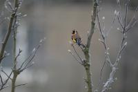 Carduelis carduelis