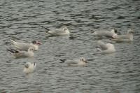 Ichthyaetus melanocephalus