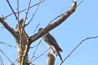 Accipiter nisus