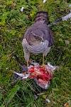 Accipiter gentilis