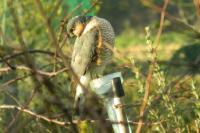 Accipiter nisus