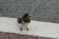 Hirundo rustica