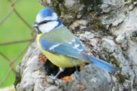 Cyanistes caeruleus