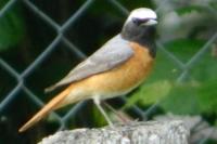 Phoenicurus phoenicurus