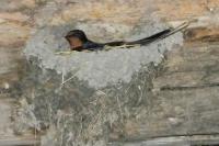 Hirundo rustica