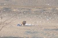 Falco peregrinus
