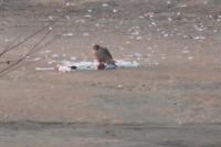 Falco peregrinus