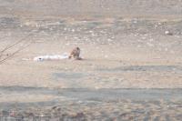 Falco peregrinus