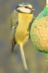 Cyanistes caeruleus