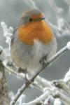 Erithacus rubecula