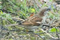 Passer domesticus
