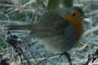 Erithacus rubecula