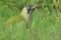 Picus viridis