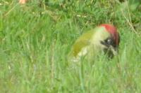 Picus viridis