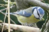 Cyanistes caeruleus