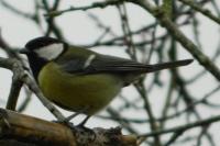 Parus major