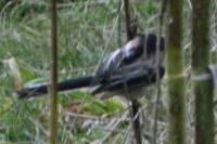 Aegithalos caudatus