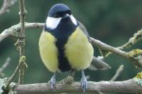 Parus major