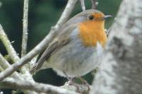 Erithacus rubecula