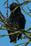 Sturnus vulgaris