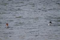 Mergus merganser