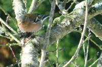 Fringilla coelebs