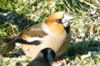Coccothraustes coccothraustes