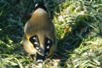 Carduelis carduelis