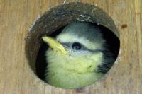 Cyanistes caeruleus