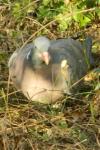Columba palumbus